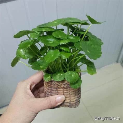 銅錢草玄關|家中招財6植物！命理師列「4最佳擺放位置」 大門擋。